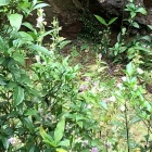 珍しい白花のホトトギス