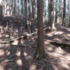 主郭腰曲輪の土塁（ピンぼけ&hellip;）