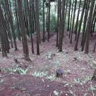 中央曲輪群東面の畝状空堀群