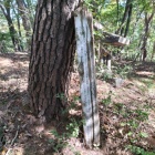 主郭の朽ちた標柱