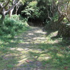 大手道上より夏を越すと草も茂る