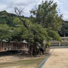 新谷小学校