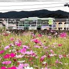 ⑧	水城を走る太宰府市コミュニティバス（まほろば号）背後の山は大野城（大城山）